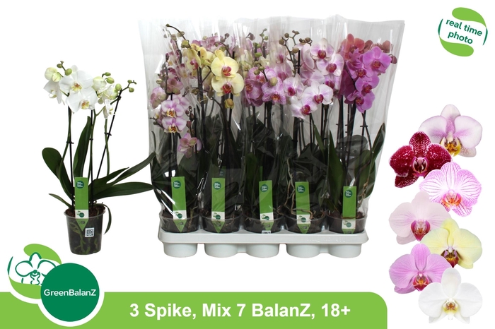 <h4>PHAL GEM 7 KL</h4>