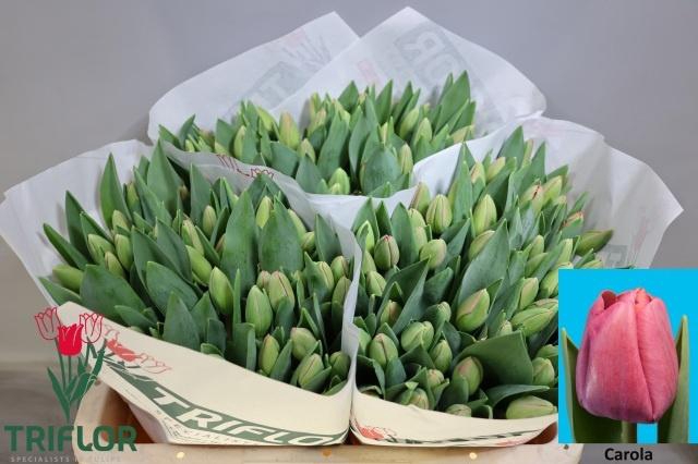 <h4>TU EN CAROLA</h4>