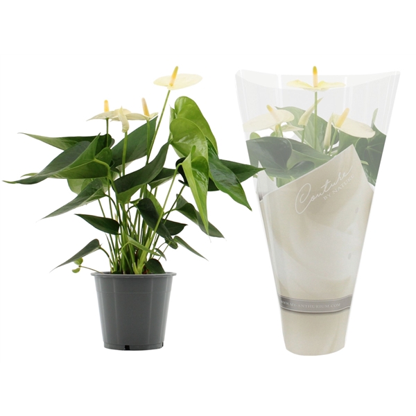 <h4>Anthurium Cocos in Couture sleeve</h4>