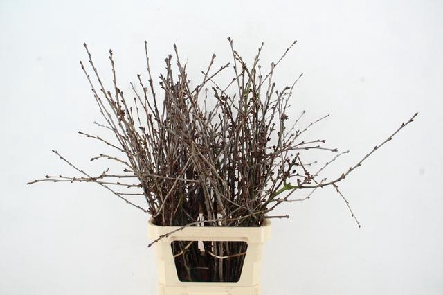 <h4>KERSENBLOESEM GROF PER STEM 100CM</h4>