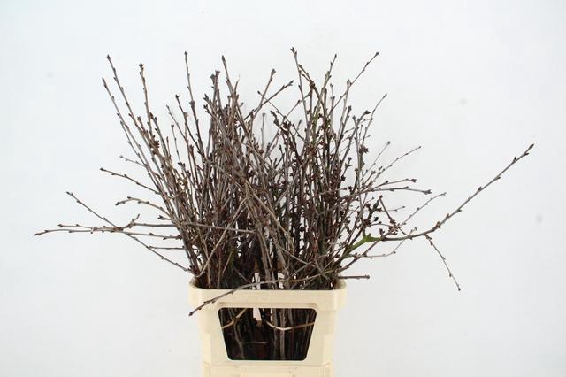 <h4>KERSENBLOESEM GROF PER STEM 100CM</h4>