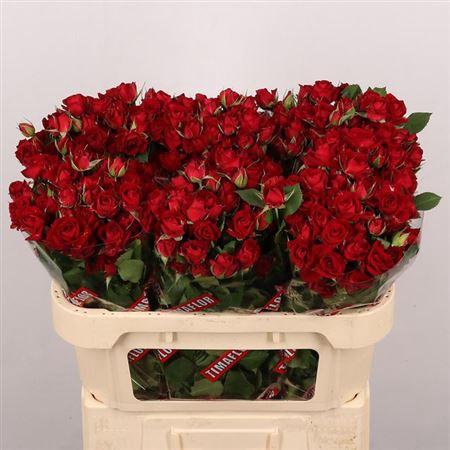 <h4>R Tr Dominica</h4>