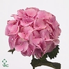 Hydrangea mammoet