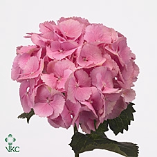Hydrangea mammoet