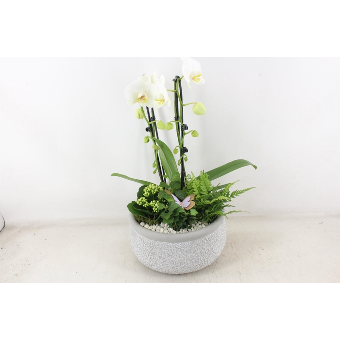 <h4>Arr2 Pl - Ker. Barok Grijs Phal Cascade Wit V1</h4>