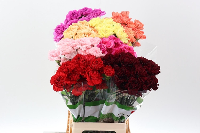 <h4>Di St Assorted Box</h4>