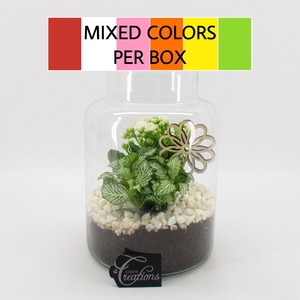 BACR-2506M Basic fundamentals terrarium