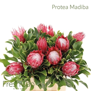 Protea cynaroides 'Madiba'