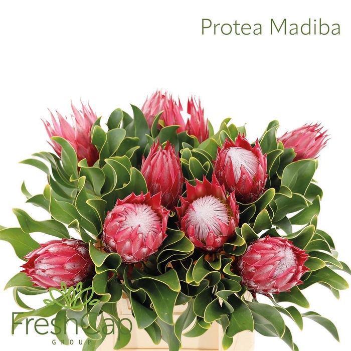 <h4>Protea cynaroides 'Madiba'</h4>