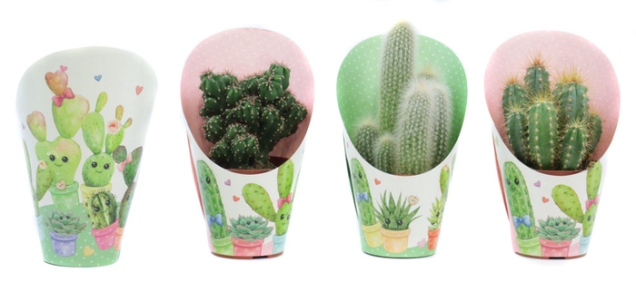 <h4>Cactus mix 8,5 cm in love potcover</h4>