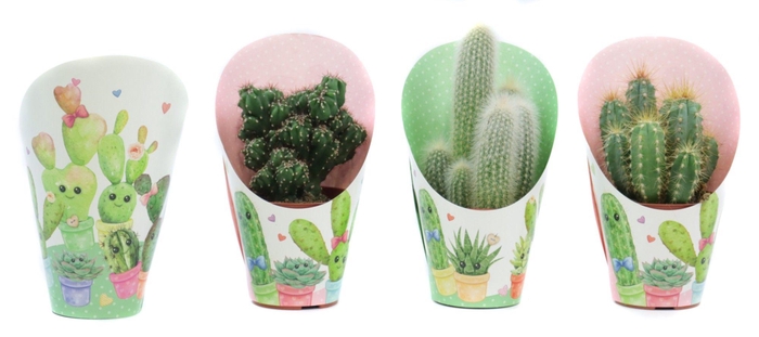 <h4>Cactus mix 8,5 cm in love potcover</h4>