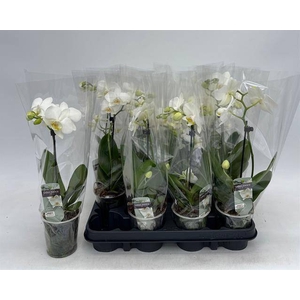 PHAL GEM