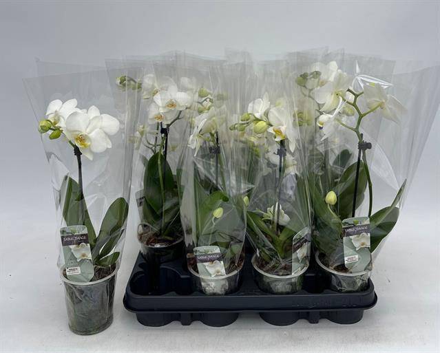 <h4>PHAL GEM</h4>