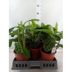 Calathea zebrina