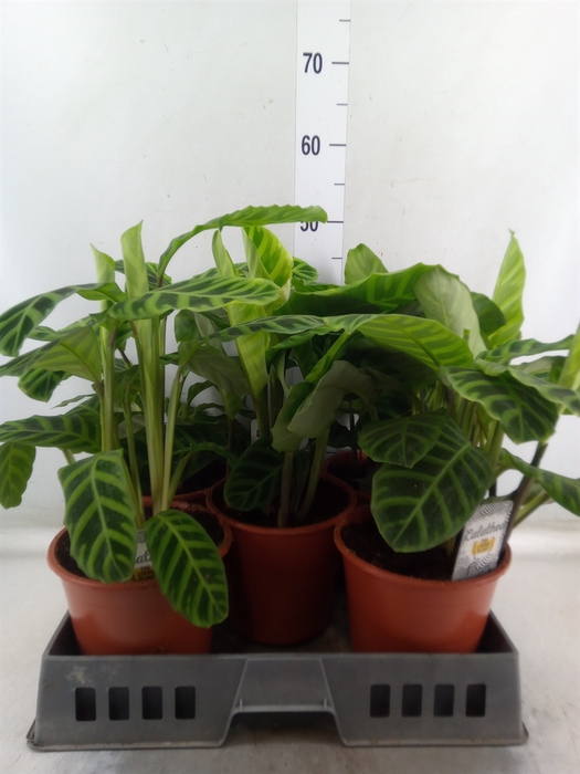 <h4>Calathea zebrina</h4>