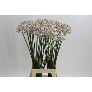 Allium Silverspring