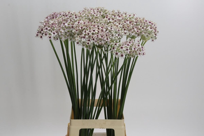 <h4>Allium Silverspring</h4>