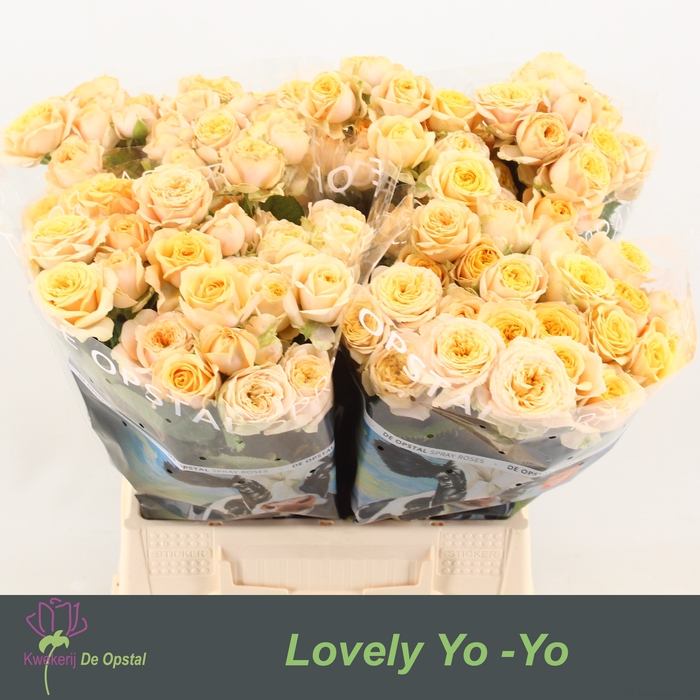 <h4>R tr Lovely Yo-Yo</h4>