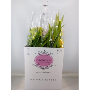 Cymbidium   ...mix
