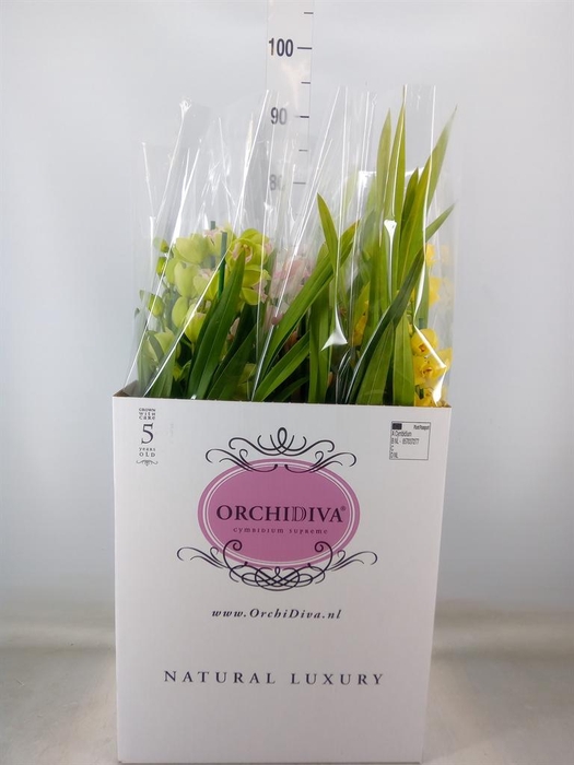 <h4>Cymbidium   ...mix</h4>