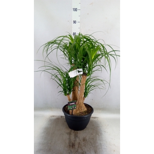 Beaucarnea recurvata
