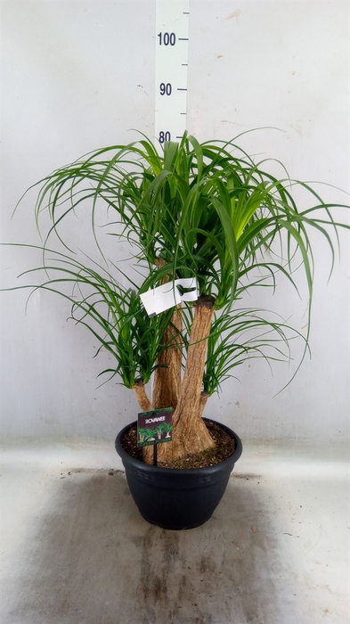 <h4>Beaucarnea recurvata</h4>