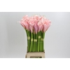Zantedeschia Eydolls Pink