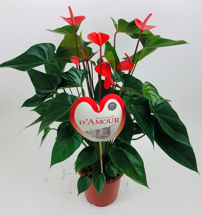 <h4>Anthurium andr. 'Pure Orange'</h4>