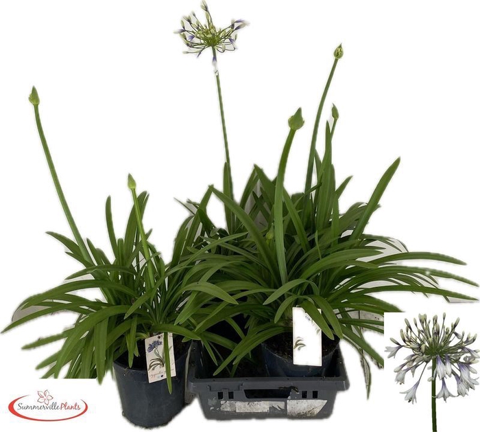 <h4>Agapanthus 'Fireworks'</h4>