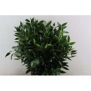 Ruscus Short 400gr P Bunch