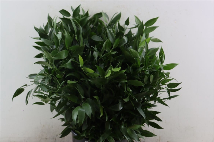 <h4>Ruscus Short 400gr P Bunch</h4>