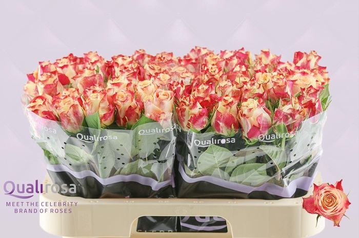 <h4>R Gr Chapeau</h4>