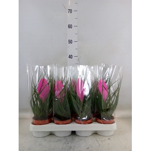 Tillandsia cyanea 'Vincent'