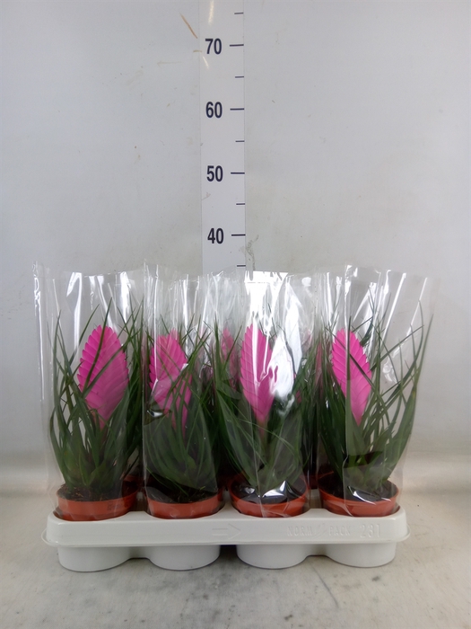 <h4>Tillandsia cyanea 'Vincent'</h4>