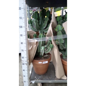 Euphorbia   ...