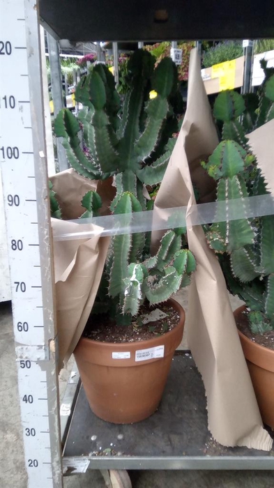 <h4>Euphorbia   ...</h4>