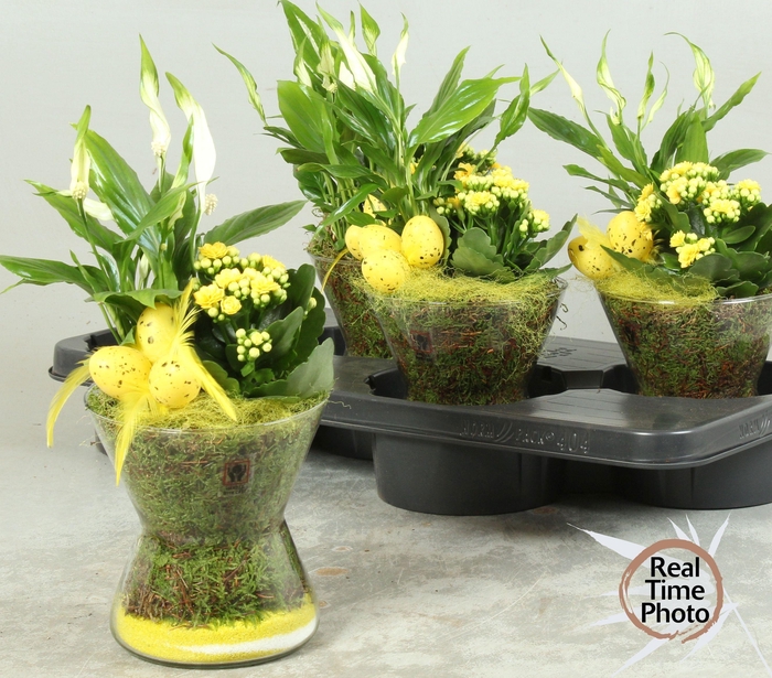 <h4>ARR KAMERPL</h4>