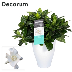 Gardenia Carly pot White