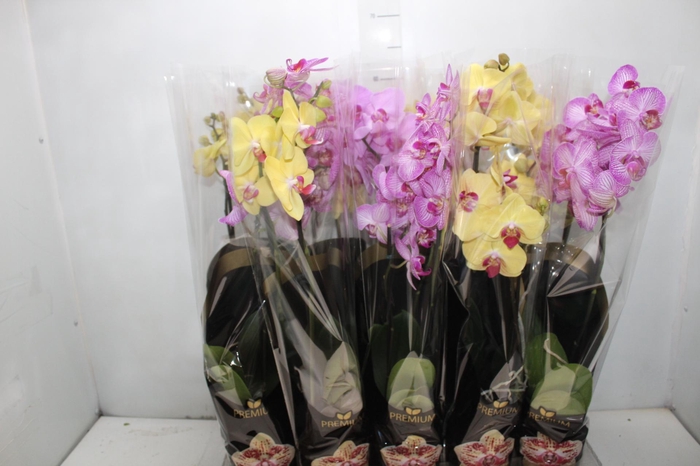 <h4>MONSTERA DELICIOSA P24</h4>