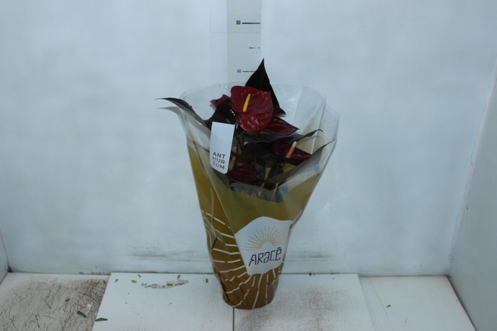 <h4>ANTHURIUM DELICATA P17</h4>