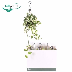 Epipremnum aureum NJoy 17Ø 50cm