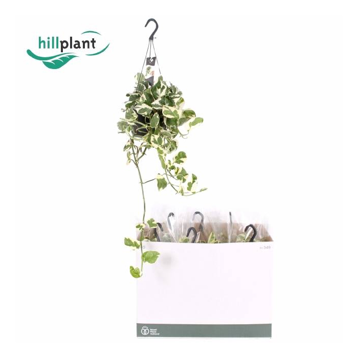 <h4>Epipremnum aureum NJoy 17Ø 50cm</h4>