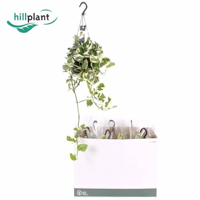 Epipremnum aureum NJoy 17Ø 50cm