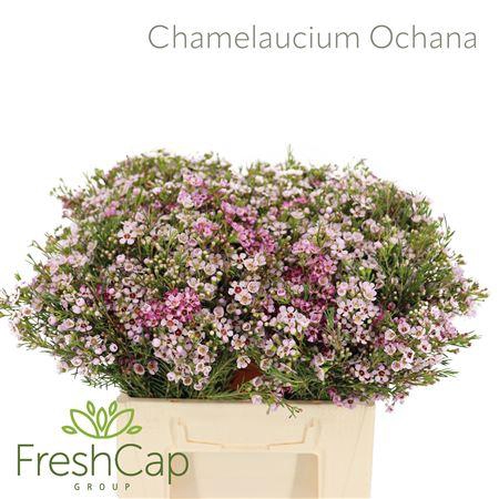 <h4>Chamelaucium Ochana</h4>