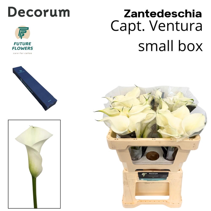 <h4>ZANT CAPT VENTURA SMALL BOX 50 CM 20 ST.</h4>