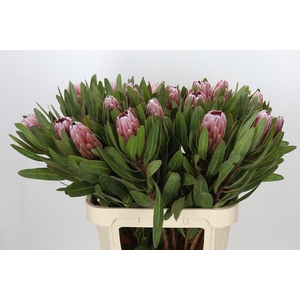 PROTEA PINK ICE