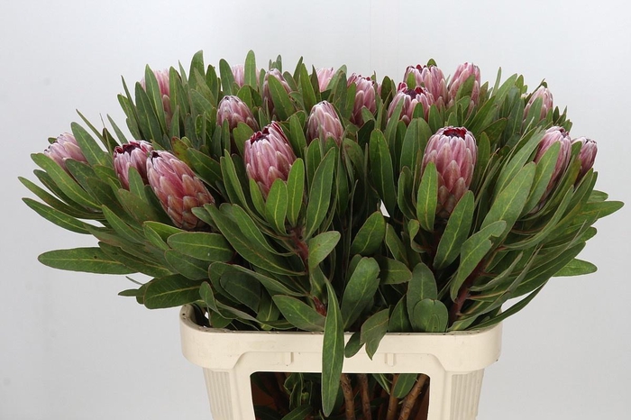 <h4>PROTEA PINK ICE</h4>