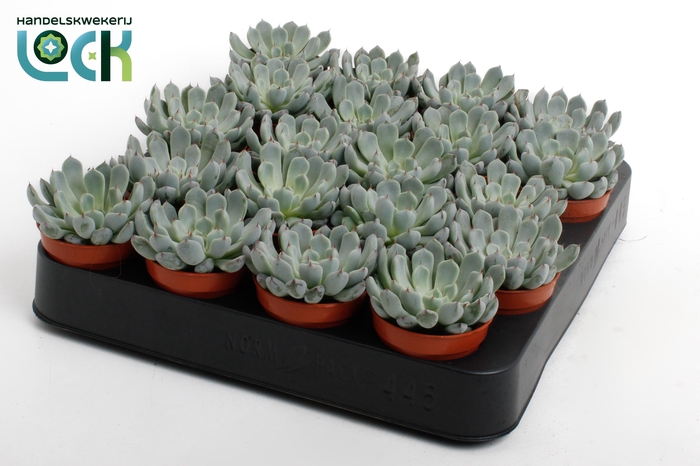 <h4>Echeveria Derenbergii</h4>