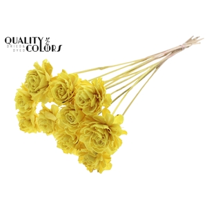 Shola Dahlia  6cm on stem Yellow