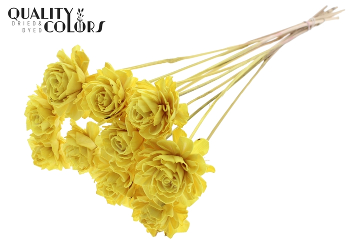 Shola Dahlia  6cm on stem Yellow